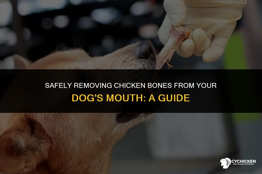 how to get chicken bones out of dogs