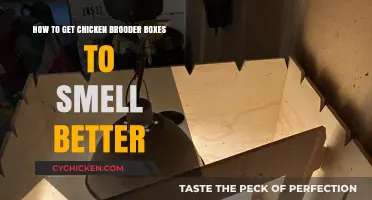 Freshening Up Your Chicken Brooder Boxes: Tips for a Better-Smelling Environment