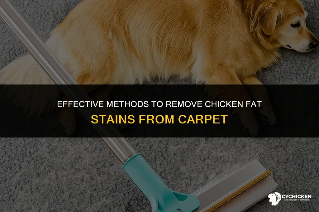 how to get chicken fat out of carpet