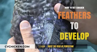 Feather Development 101: A Guide to Chicken Plumage Growth