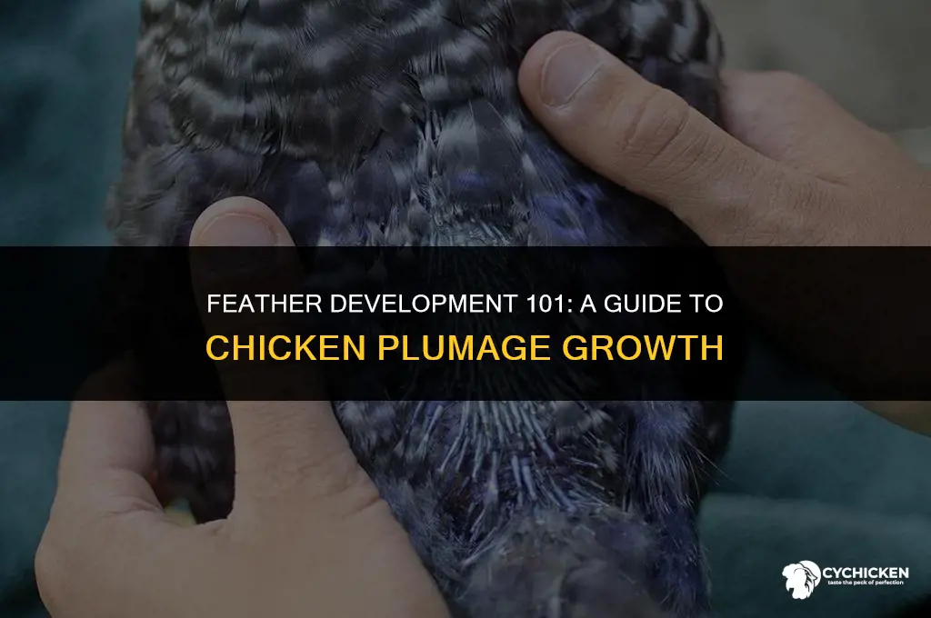 how to get chicken feathers to develop