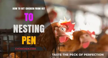 Safely Transporting Chickens: From Online Purchase to Cozy Nesting Pen