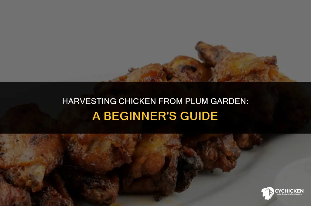 how to get chicken from plum garden