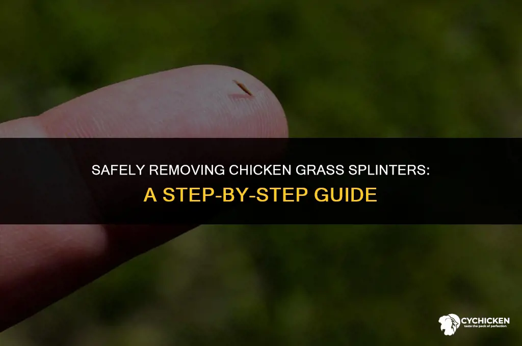 how to get chicken grass splinter out