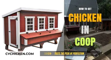 Coop-Ready: A Guide to Safely Introducing Chickens to Their New Home