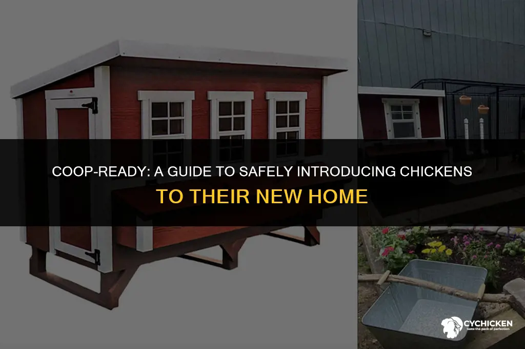 how to get chicken in coop