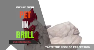 Hatching a Chicken Pet in Brill: Your Complete Guide