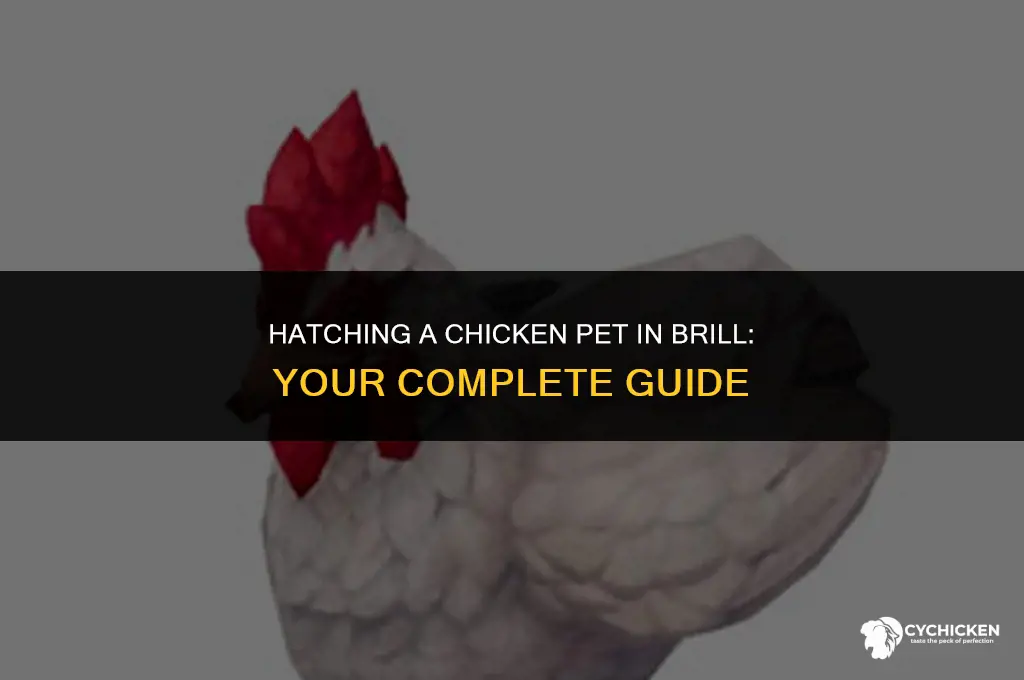 how to get chicken pet in brill