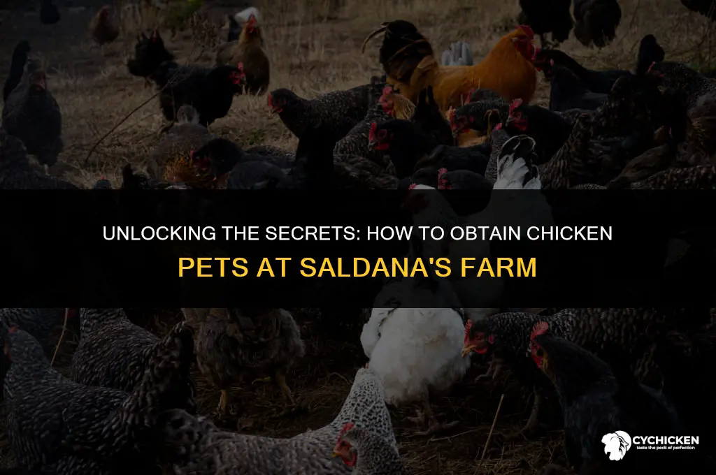 how to get chicken pet saldeans farm
