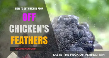 Effective Ways to Clean Chicken Feathers from Poop