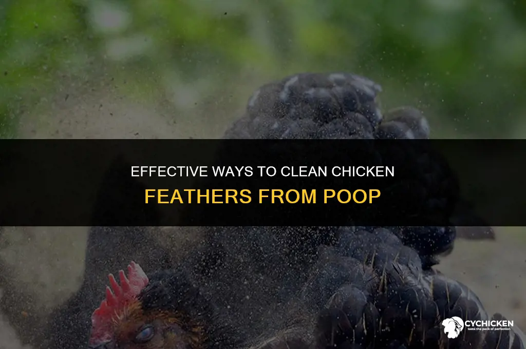 how to get chicken poop off chicken