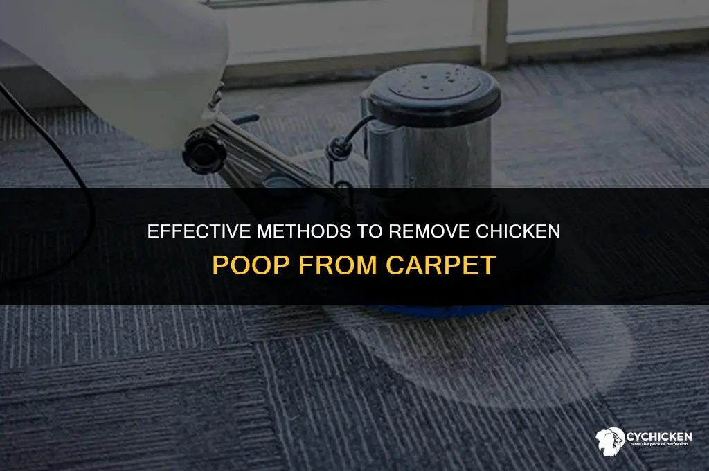 how to get chicken poop out of carpet