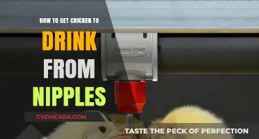 Encouraging Chickens to Hydrate: A Guide to Nipple Drinking