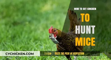 Encouraging Chickens to Hunt Mice: A Practical Guide