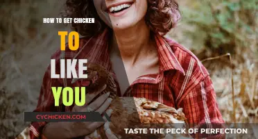 Building a Bond: Tips to Make Your Chicken Fond