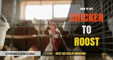 Encouraging Chickens to Roost: Tips for a Peaceful Night's Sleep