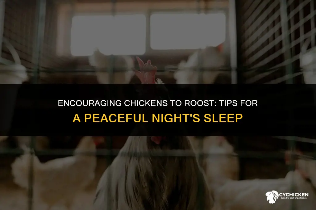 how to get chicken to roost