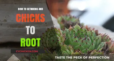Rooting Hens and Chicks: Simple Propagation Tips for Succulent Success