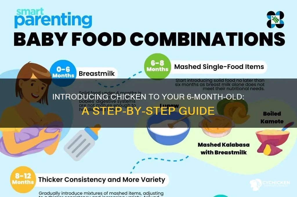 how to give 6 month old chicken
