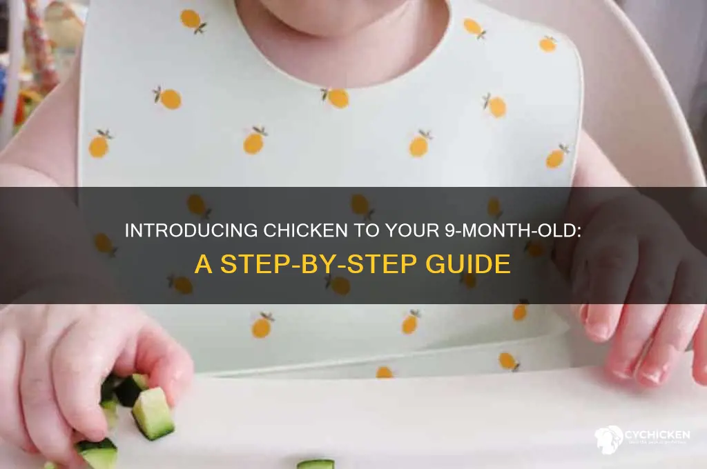 how to give 9 month old chicken