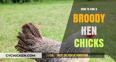 Helping Broody Hens: A Guide to Giving Her Chicks Successfully