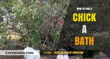 Gentle Chick Bathing Guide: Tips for Cleaning Your Baby Birds