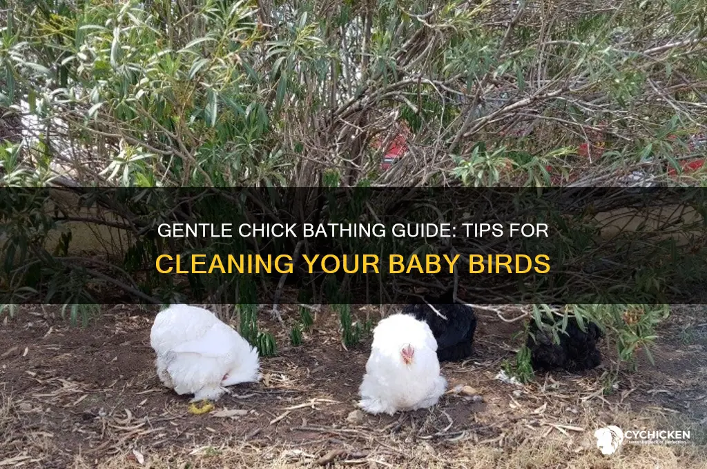 how to give a chick a bath