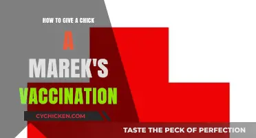 Giving Marek's Vaccination to Chicks: A Step-by-Step Guide