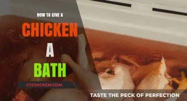 Easy Steps to Safely Bathing Your Chicken at Home