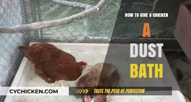 Mastering the Art of Giving Your Chicken a Dust Bath