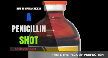 Administering Penicillin Shots to Chickens: A Step-by-Step Guide for Poultry Owners