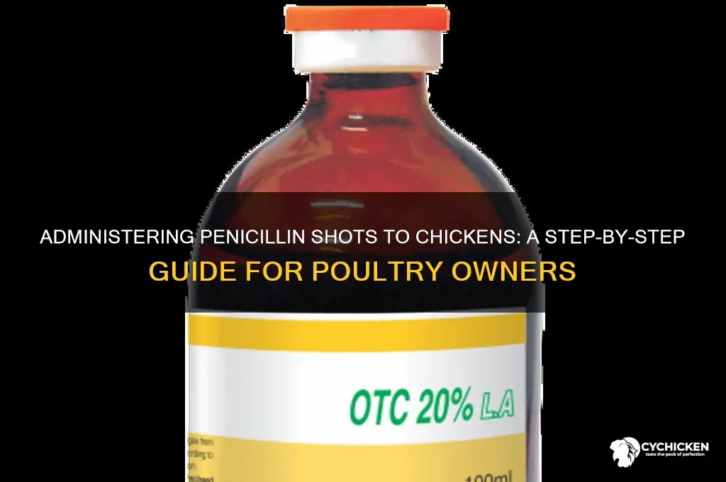 how to give a chicken a penicillin shot