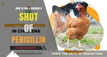 Administering Penicillin to Chickens: A Step-by-Step Guide