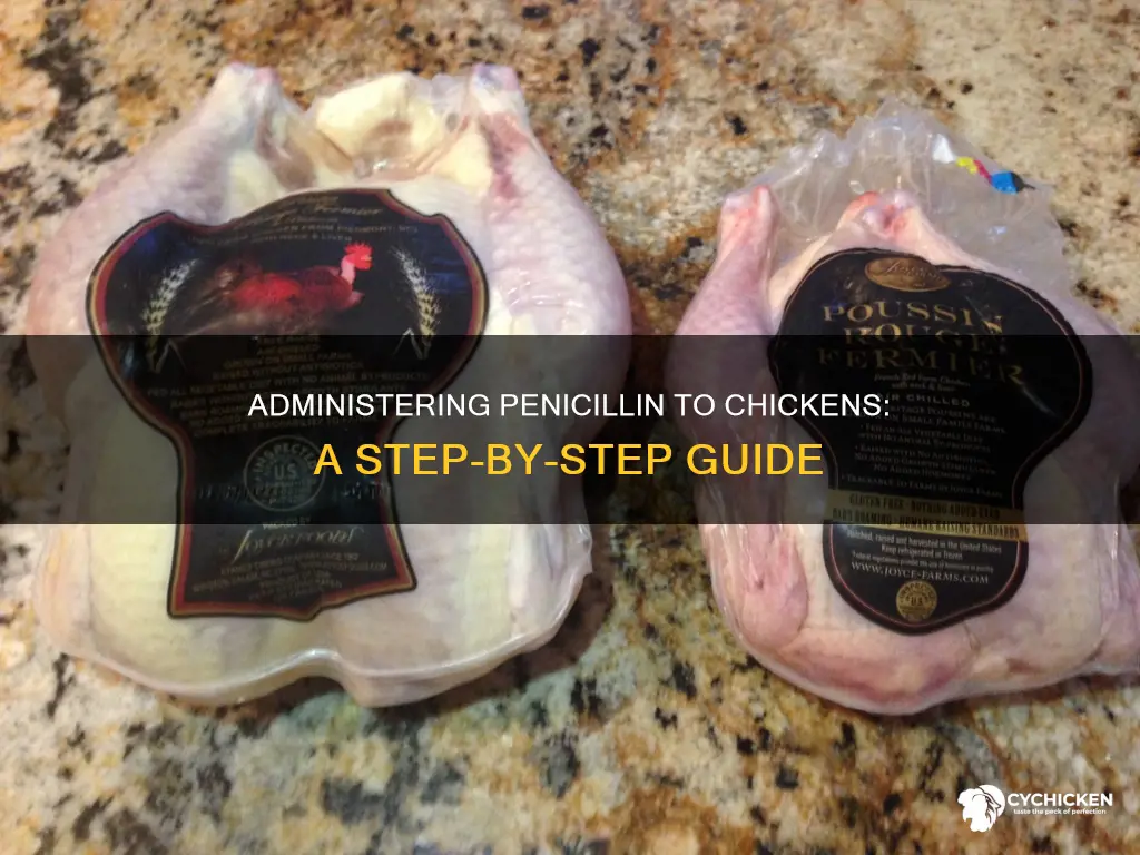 how to give a chicken a shot of penicillin