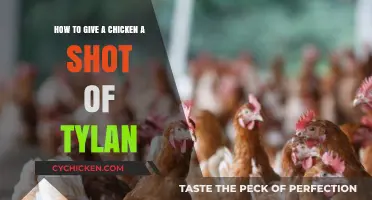 Administering Tylan to Chickens: A Step-by-Step Guide