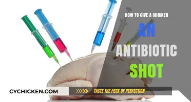 Administering Antibiotic Injections to Chickens: A Step-by-Step Guide