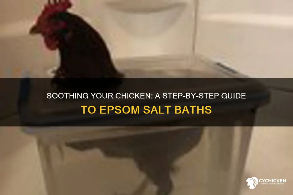 how to give a chicken an epsom bath