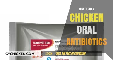 Administering Oral Antibiotics to Chickens: A Step-by-Step Guide