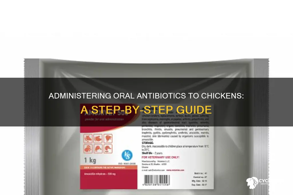 how to give a chicken oral antibiotics