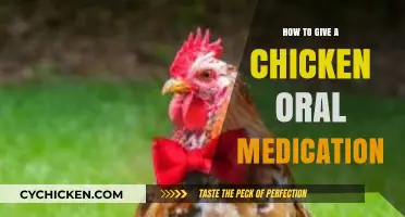 Easy Steps for Administering Oral Medication to Your Chickens