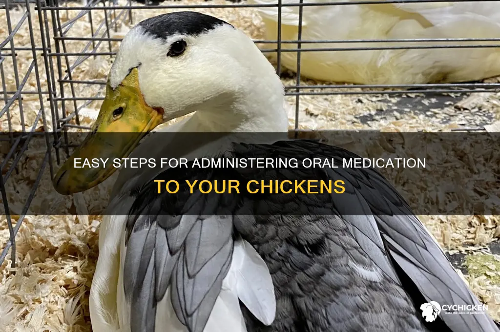 how to give a chicken oral medication