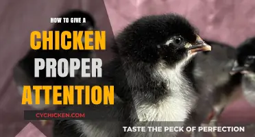 Caring for Your Chicken: Essential Tips for Proper Attention and Care