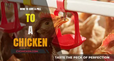 Easy Tips for Safely Administering Pills to Your Chickens