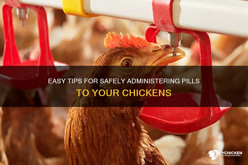 how to give a pill to a chicken