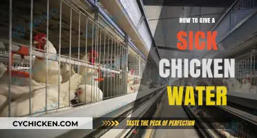 Caring for Your Sick Chicken: Simple Ways to Provide Water