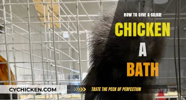 Bathing Your Silkie Chicken: A Gentle Step-by-Step Guide