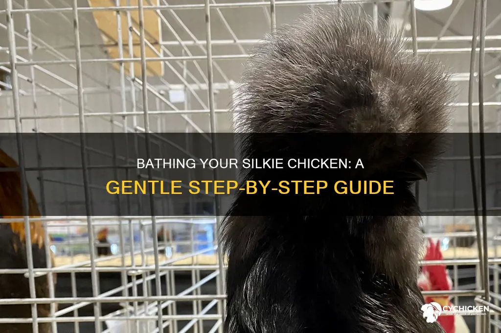 how to give a silkie chicken a bath
