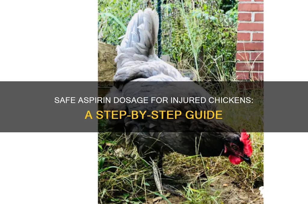 how to give an injured chicken aspirin