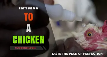 Administering IV Fluids to Chickens: A Step-by-Step Guide for Poultry Care