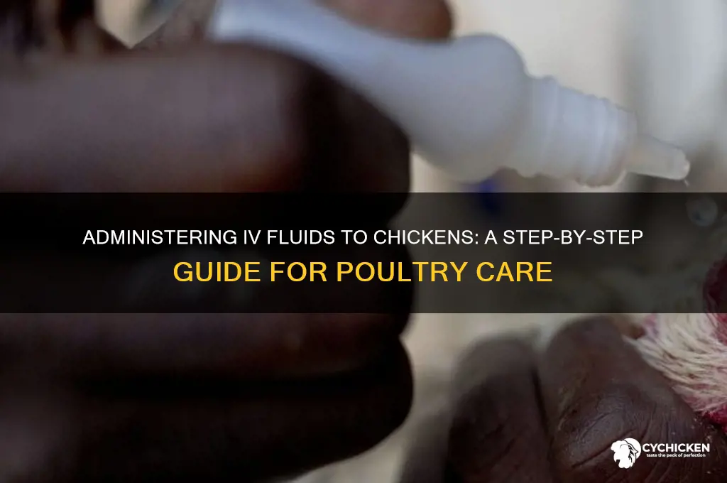 how to give an iv to a chicken
